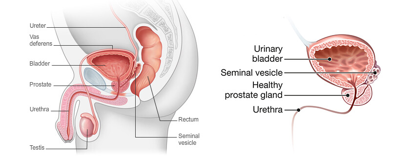 prostate anatomy